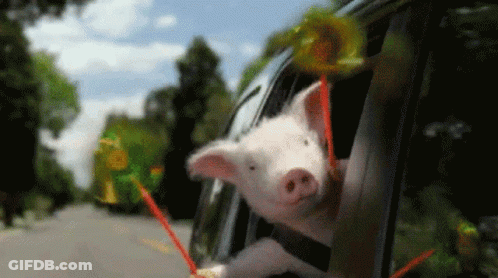 Pig Sticking Head Out Car Window GIF