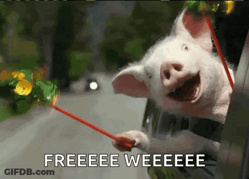 Pig Sticking Head Out Car Window Freeeeee Weeeeeee GIF