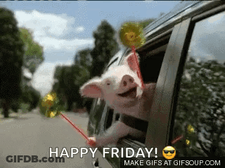 Pig Sticking Head Out Car Window Holding Lollipop Saying Happy Friday GIF