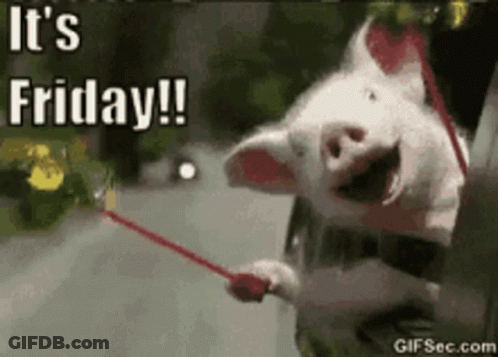 Pig Sticking Head Out Car Window Holding Red Stick Saying It's Friday GIF