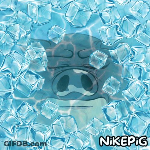 Pig Surrounded By Ice Cubes Nikepig GIF