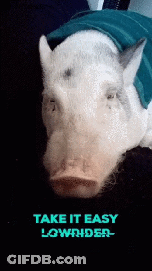 Pig Take It Easy Lowrider GIF