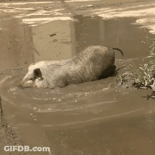 Pig Taking Bath In Mud GIF