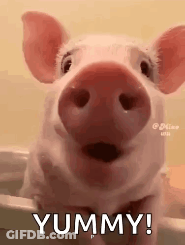 Pig Taking Bath Looking At Camera GIF