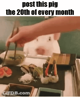 Pig Watching Person Eat Sushi With Chopsticks GIF