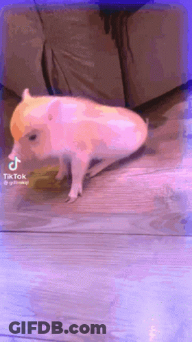 Pig With Pink Ears Swimming In Pool Saying Heely GIF