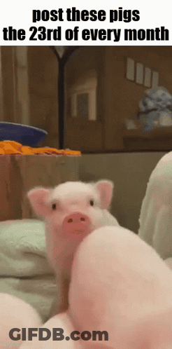 Pig With Post These Pigs Caption GIF
