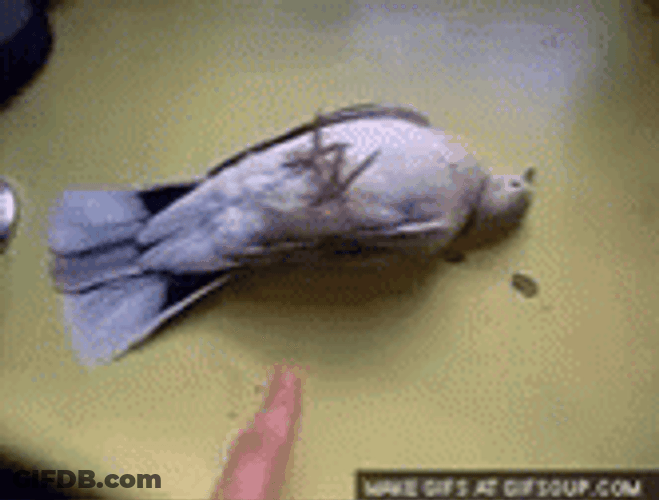Pigeon GIF