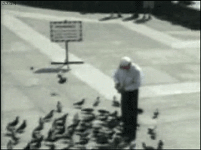 Pigeon Attack GIF