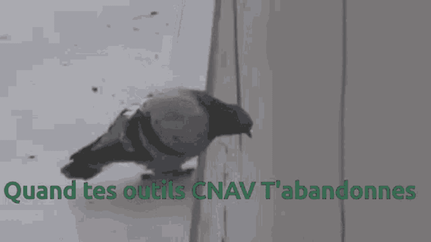 Pigeon Cnav GIF