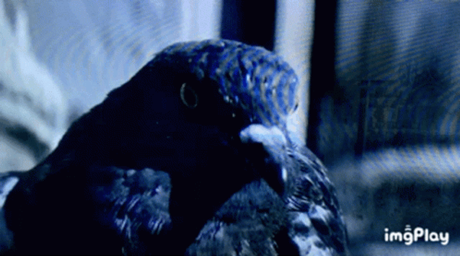 Pigeon Common Raven Close Up Shot GIF