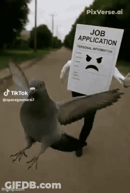 Pigeon Flying In Front Of Person Wearing Job Application GIF