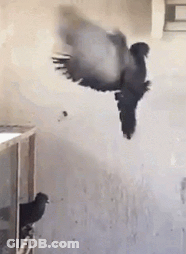 Pigeon Flying While Another Sits On Cage GIF