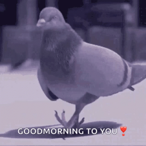 Pigeon Good Morning To You GIF