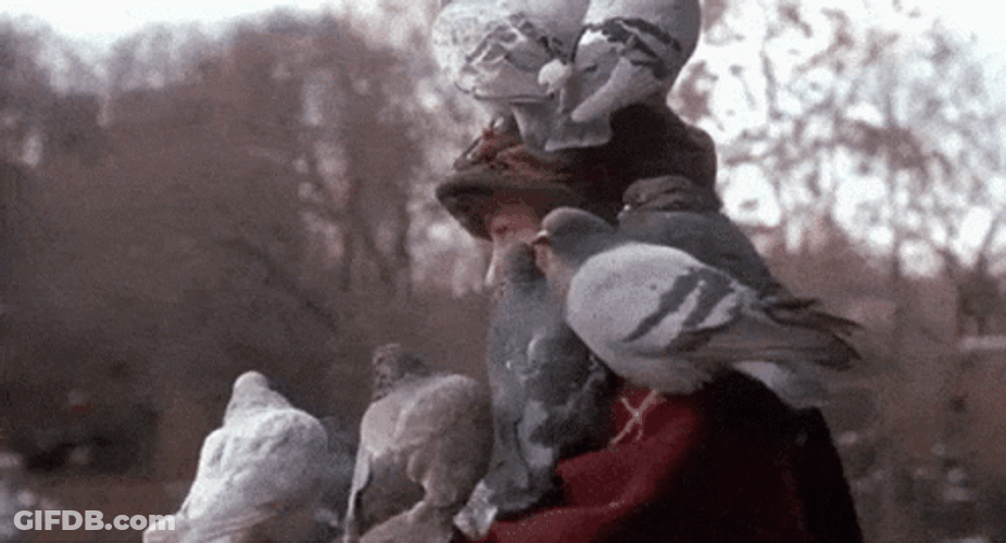 Pigeon GIF