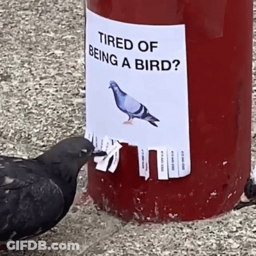 Pigeon Looking At Tired Of Being A Bird Sign GIF