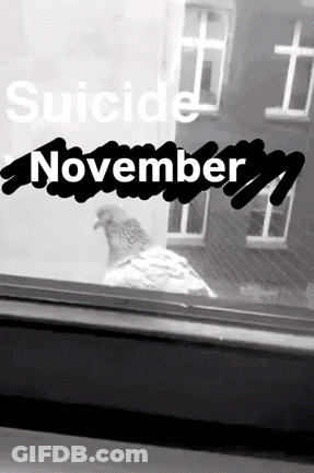 Pigeon Looking Out Window Suicide November GIF