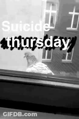 Pigeon Looking Out Window With Suicide Thursday GIF