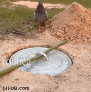 Pigeon Near Manhole And Dirt Pile GIF