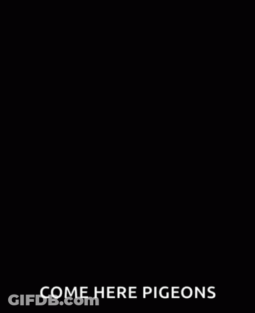 Pigeon GIF