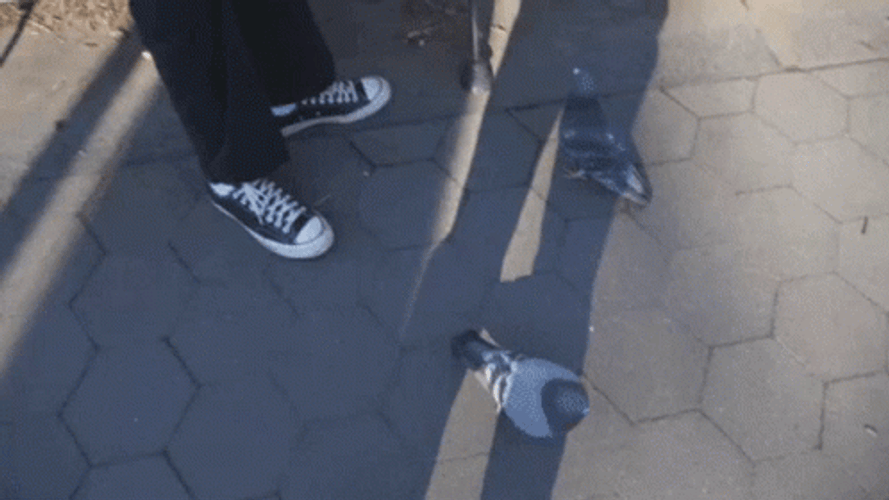 Pigeon Of New York City GIF