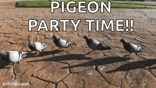 Pigeon Party Time On Brick Sidewalk GIF