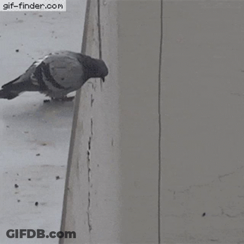 Pigeon Perched On Ledge GIF