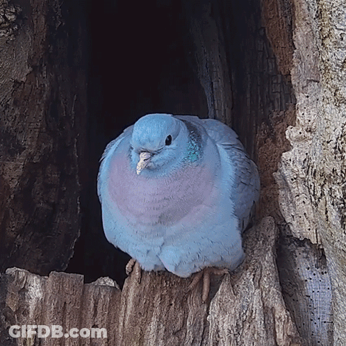 Pigeon Perched On Tree Stump In Hole GIF