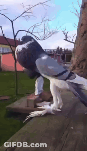 Pigeon Perched On Wooden Ledge With Wings Outstretched GIF