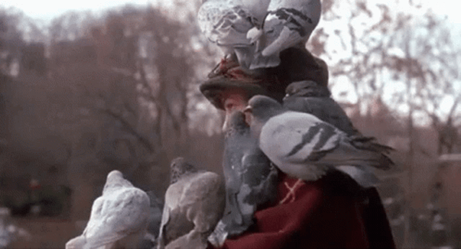 Pigeon Sending Message GIF