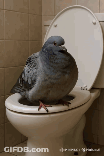 Pigeon Sitting On Open Toilet GIF