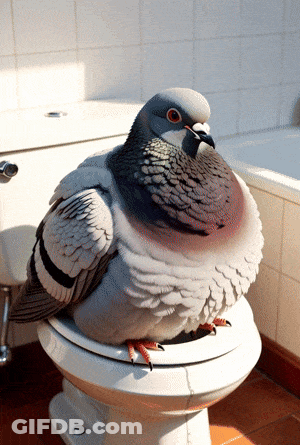 Pigeon Sitting On Toilet GIF