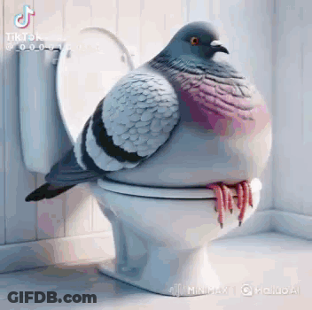 Pigeon Sitting On White Toilet GIF