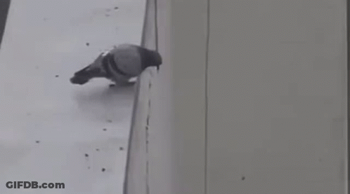 Pigeon Standing On Building Ledge GIF