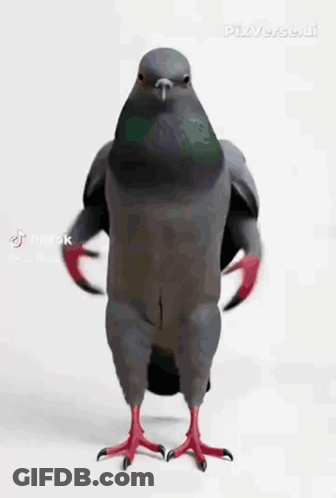 Pigeon Standing On Hind Legs With Wings Outstretched GIF