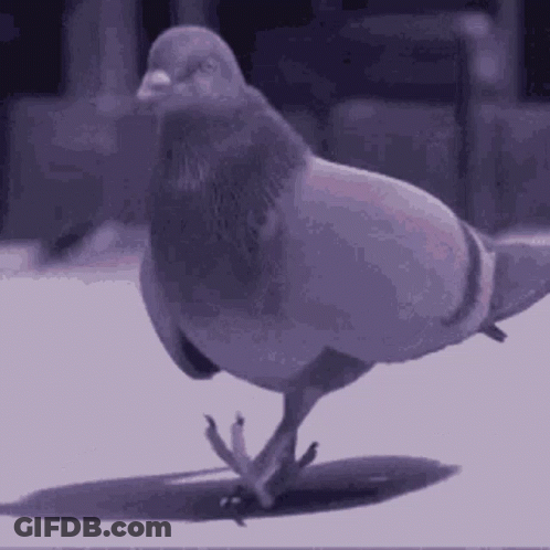 Pigeon Standing On Hind Legs With Wings Outstretched GIF