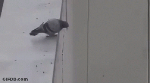 Pigeon Standing On Ledge By Window GIF