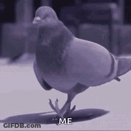 Pigeon Standing On One Leg Saying Me GIF