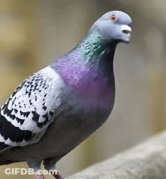 Pigeon Standing On Rock Yellow Background GIF