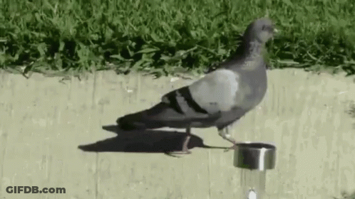 Pigeon Standing On Sidewalk Next To Ring GIF