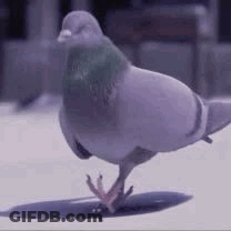 Pigeon Standing On Table GIF