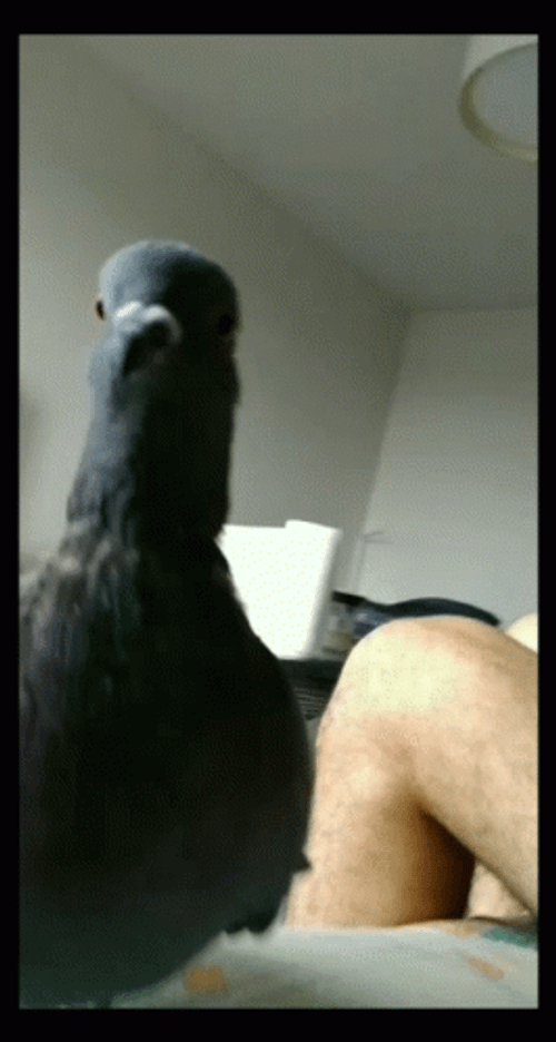 Pigeon Tapping GIF