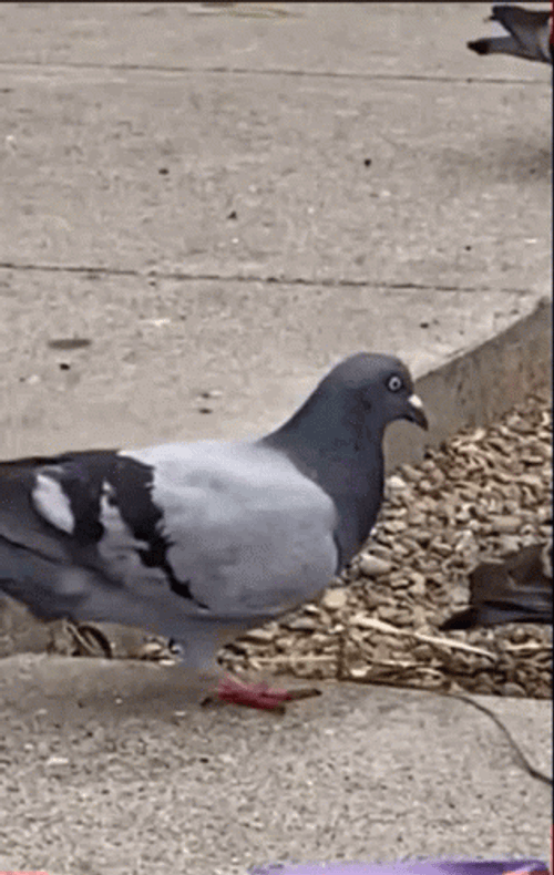 Pigeon Twerking GIF