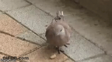 Pigeon Walking On Sidewalk GIF