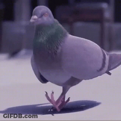 Pigeon Walking On White Surface GIF