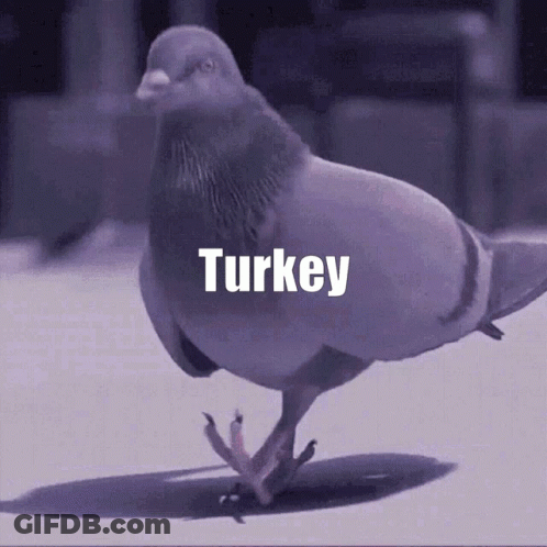 Pigeon Walking With Word Turkey GIF
