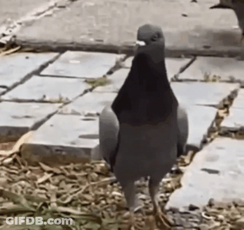 Pigeon Wearing Black Hat On Sidewalk GIF