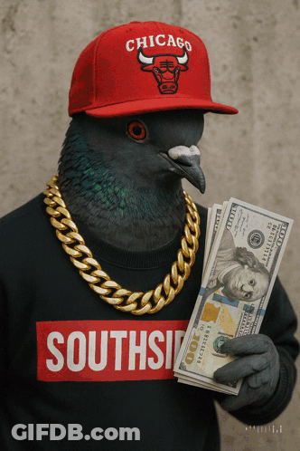 Pigeon Wearing Chicago Bulls Hat And Southside Shirt GIF