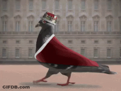 Pigeon Wearing Crown And Cape Walking Across Street GIF