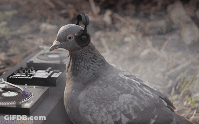 Pigeon Wearing Headphones In Front Of Turntable Saying June Drum GIF